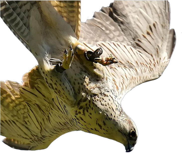 Falcon Transparent Png Image Bird Of Prey Falcon Transparent