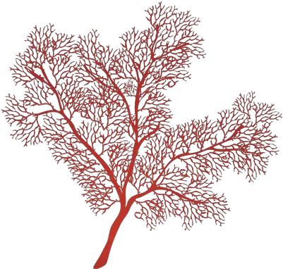 Gorgonian Sea Fan Illustration Of A Png Coral