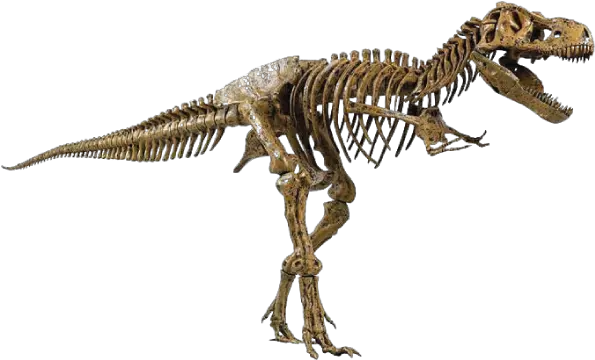 Elenco Edu Dinosaurs T Rex Fossil Png Dinosaur Skull Png