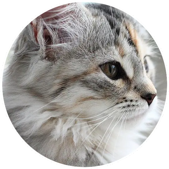 Inspirational Food U0026 Travel Blog Runawayann Asia Usa Domestic Cat Png Cat Profile Icon