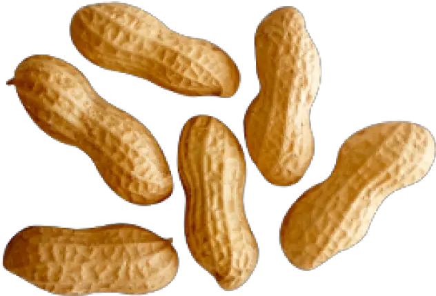 Download Hd Peanut Png Transparent Images Peanuts Png Png Peanut Peanut Transparent