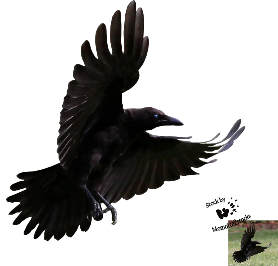 Library Crow Png Transparent Images Flying Crow Transparent Background Crow Transparent
