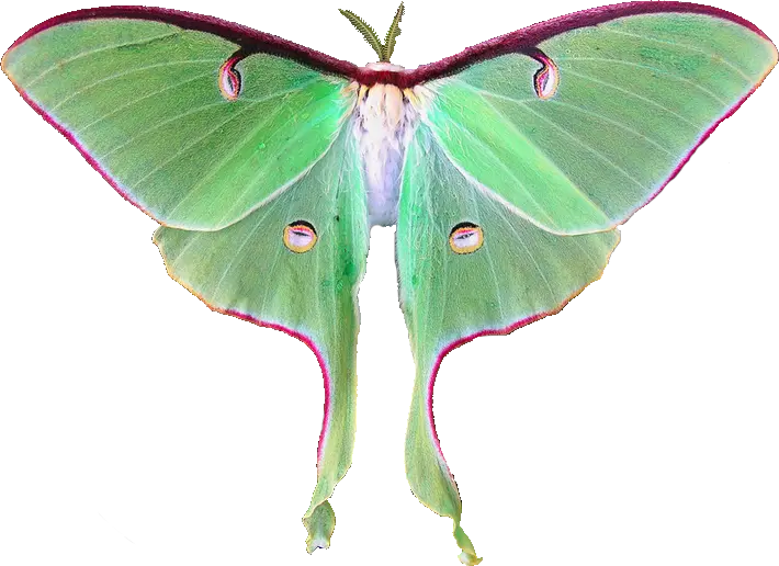Download Hd Luna Moth Fairy Luna Moth Transparent Png Moth Png