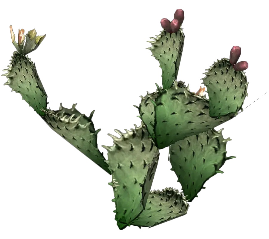 Cactus Clipart Hd Prickly Pear Cactus Png Cactus Clipart Png