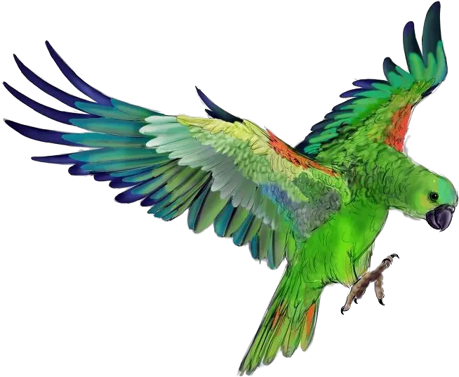 Parrot Png Photo Background