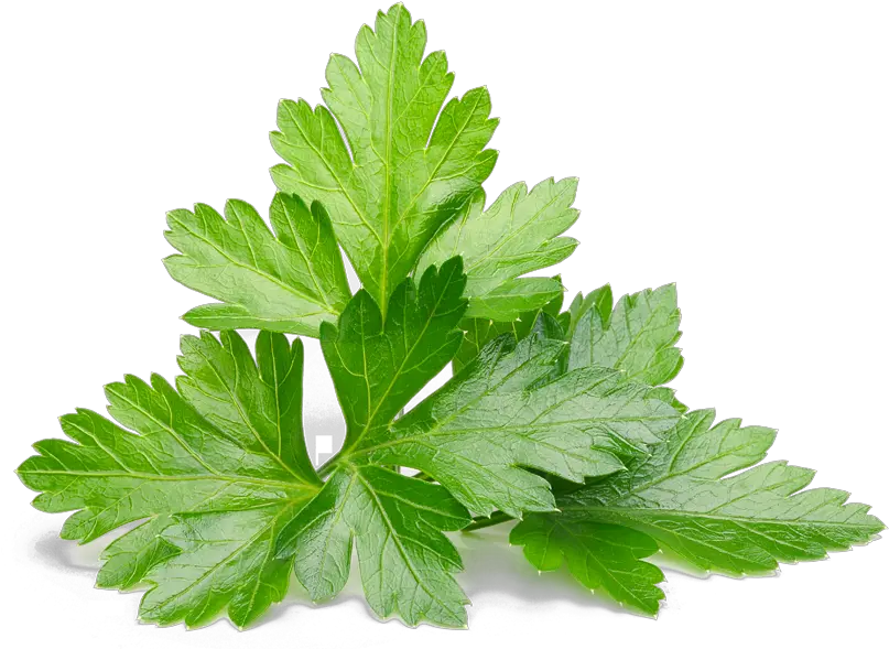 Download Parsley Leaf Coriander Leaves Png Cilantro Png