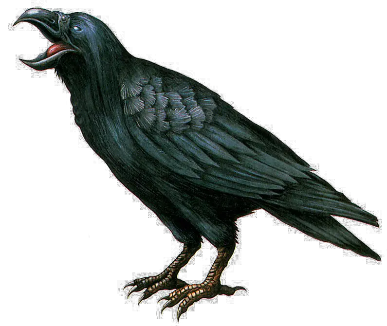 Hd Crow Transparent Background Png Resident Evil Zombie Crow Crow Transparent