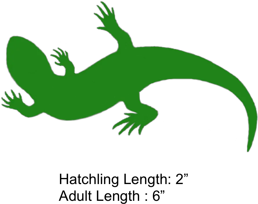 Lizard Clipart Geico Yellow Spotted Lizard Holes Png Lizard Transparent Background