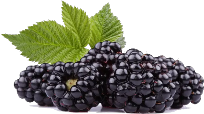 Black Raspberries Png Photos Black Raspberry Seed Oil Raspberries Png