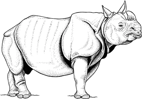 Indian Rhino Bath Towel Indian Rhino Drawing Png Rhino Icon