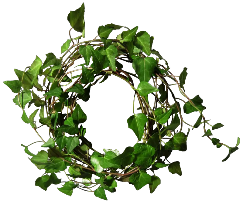 Ivy Border Png Ivy Round Png Ivy Png