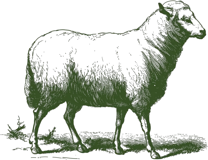 Download Grass Fed Lamb Vector Of A Sheep Png Sheep Transparent Background