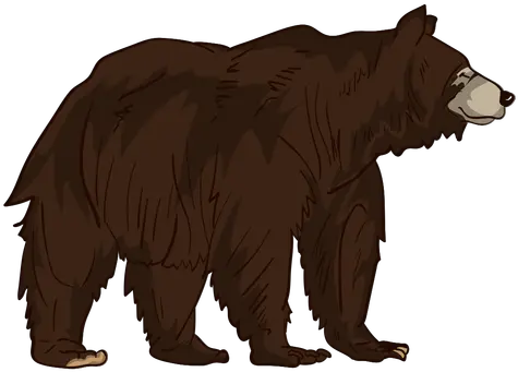 Brown Grizzly Bear Cartoon Transparent Grizzly Bear Cartoon Png Grizzly Bear Png