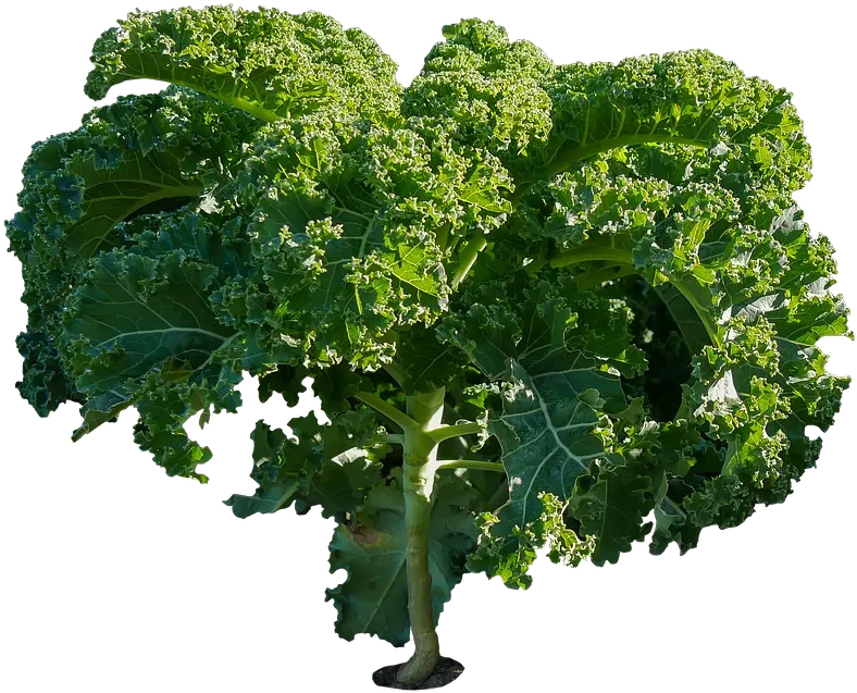 Eat Food Vegetables Kale Plant Png Kale Png