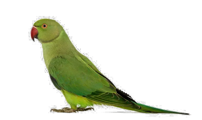 Green Parrot Png Transparent Image Ring Necked Parakeet Parrot Transparent