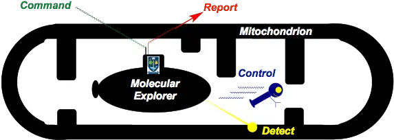 Research Online Advertising Png Mitochondria Png