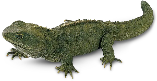 Download Tuatara Reptiles Png Lizard Transparent