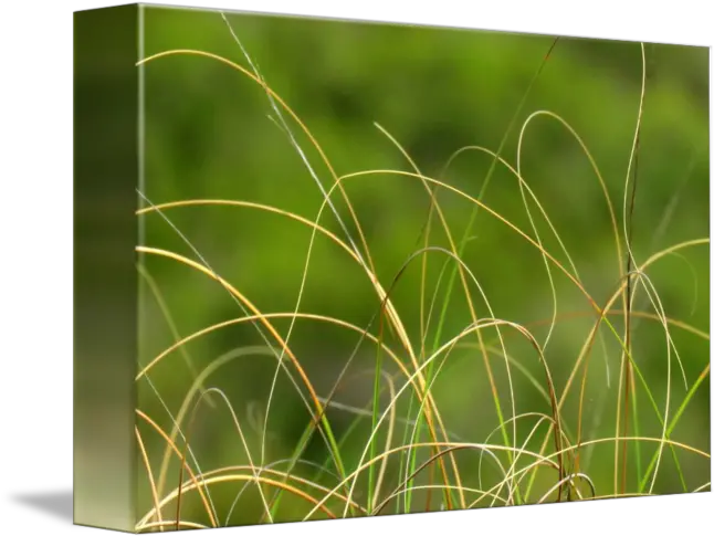 Wild Grass By Cathy Mcshannon Grass Png Wild Grass Png