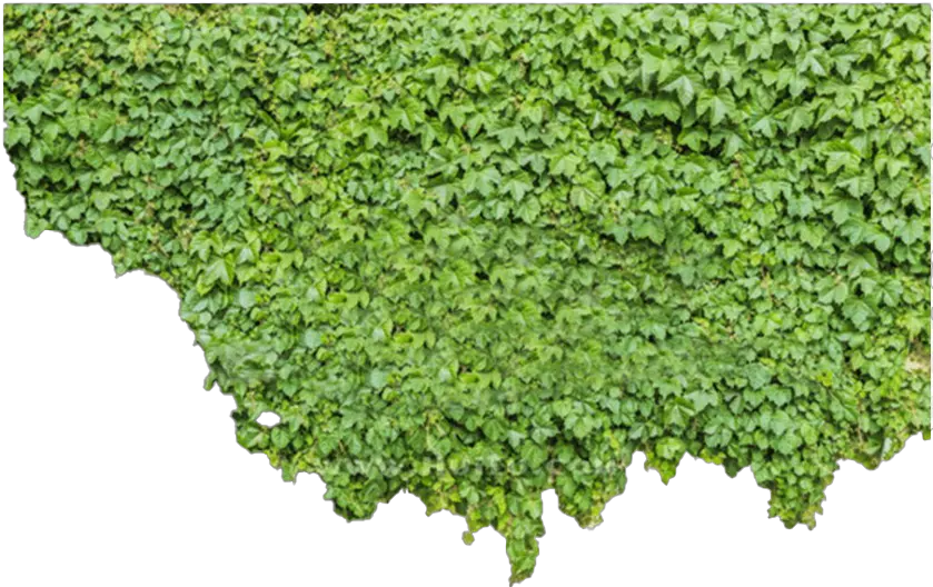 Ivy Png Picture Transparent Green Wall Png Ivy Png