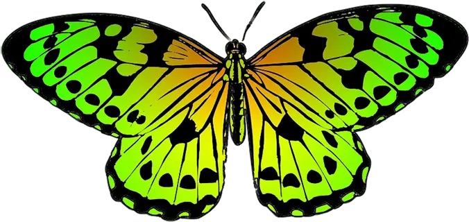 Butterfly Clipart Plain Tiger Butterfly Drawing Png Butterfly Transparent Background png