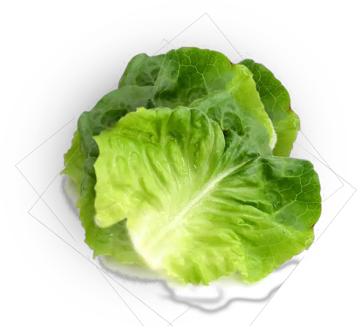 Butter Lettuce Superfood Png Lettuce Transparent