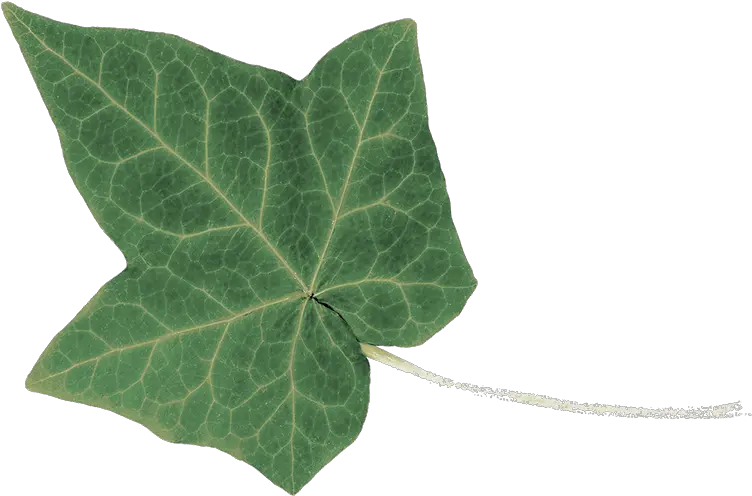 Transparent Ivy Leaf Ivy Png Ivy Transparent