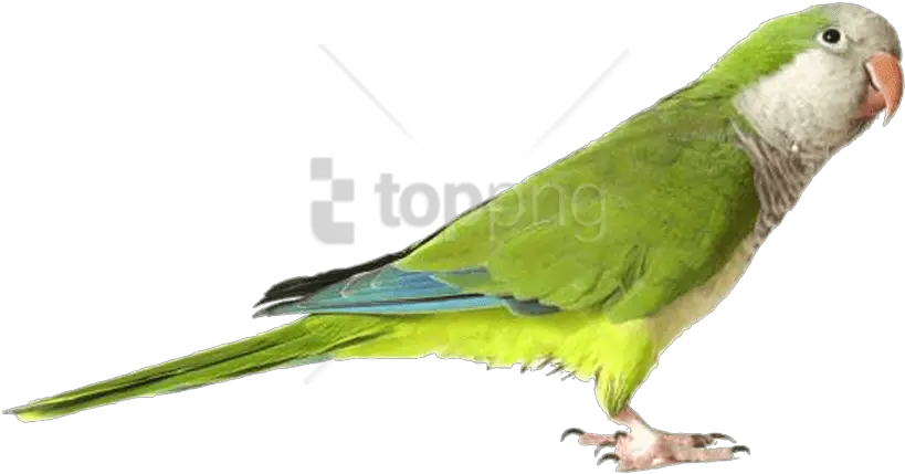 Green Parrot Png Images Background Green Quaker Parrot Parrot Png