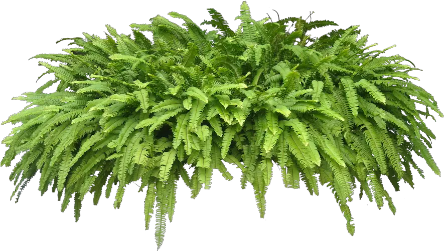 Potted Fern Png 4 Image Plants Png Fern Png