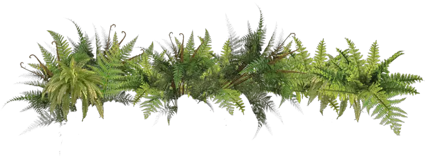 Free Icons Png Plants In The Rainforest Fern Png
