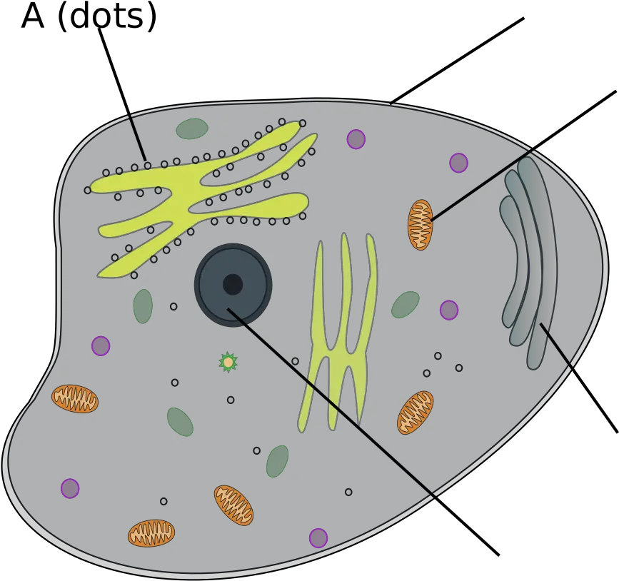 Animal Cell Png Svg Clip Art For Web Dot Cell Png