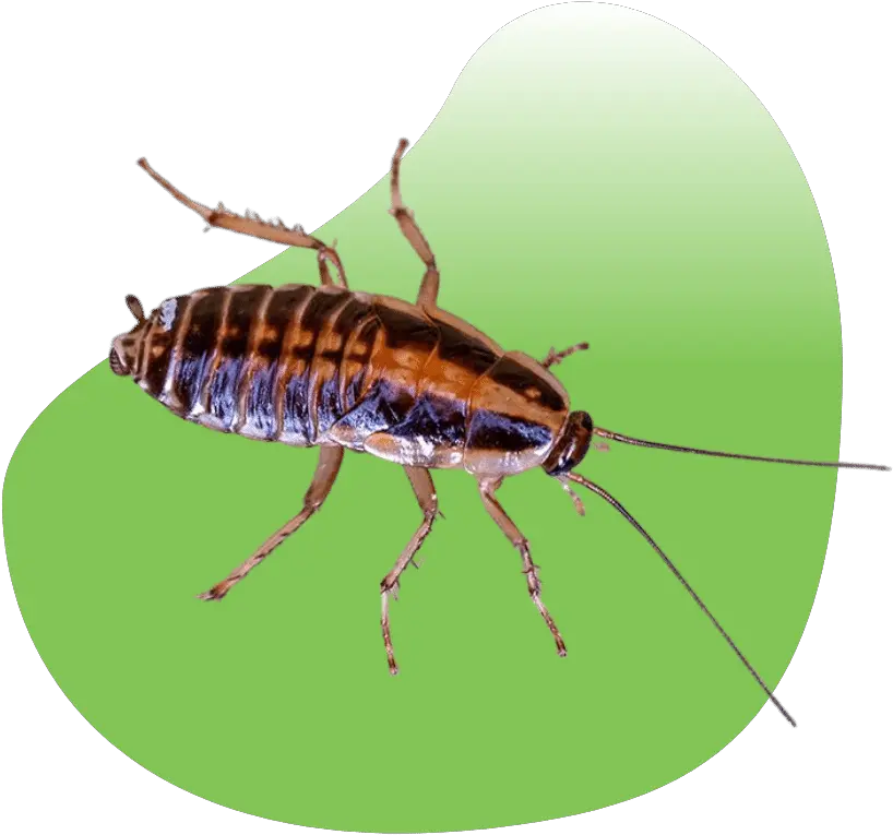 Las Vegas Preventative Pest Control Parasitism Png Cockroach Icon