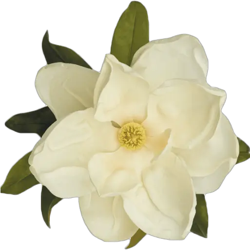 Gardenia Png Transparent Images Free Download Flowers