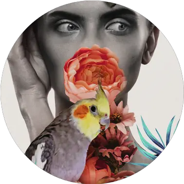 Illustrations Rose Png Cockatiel Icon