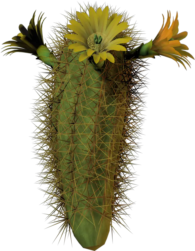 Download Hd Cactus Flower Tall By Equi Cactus Blooms With Cactus With Flower Transparent Background Png Cactus Transparent Background