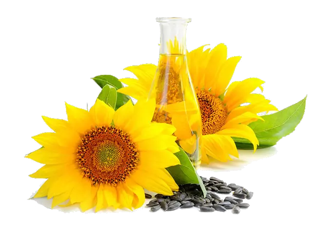 Sunflower Images Png