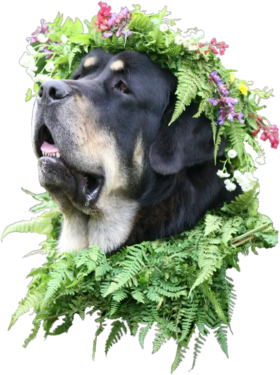 Flower Crown Png Transparent Animaldog With Flower Crown Mastiff With Flower Crown Flower Crown Transparent png