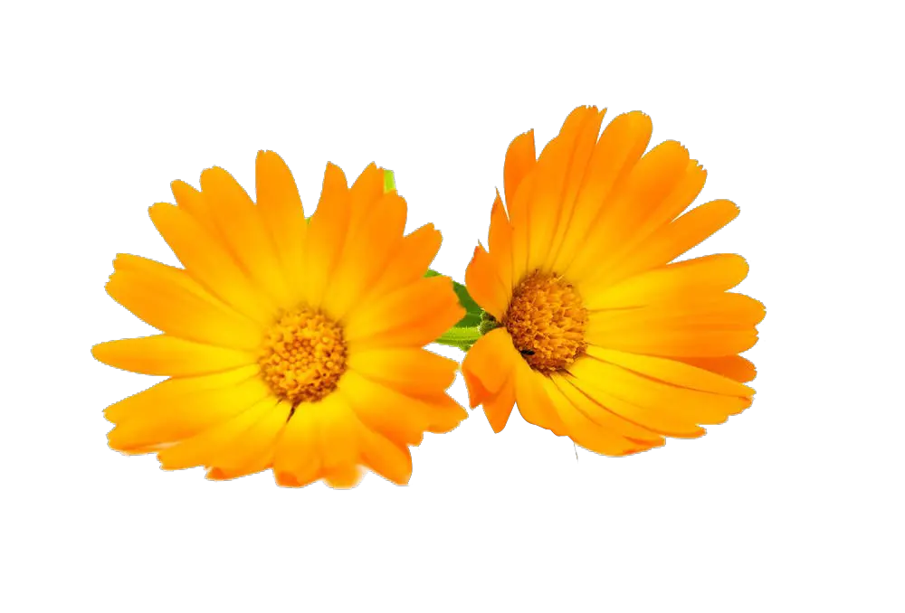 Sunflower Illustration Png