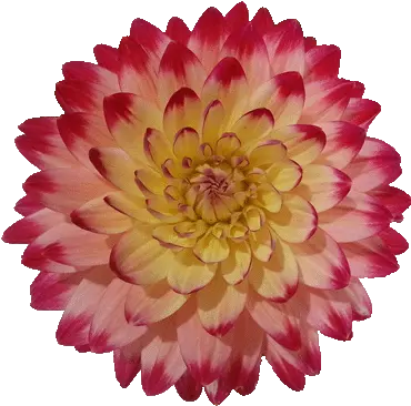 Free Flower Clipart Dahlia Png Red Flower Transparent