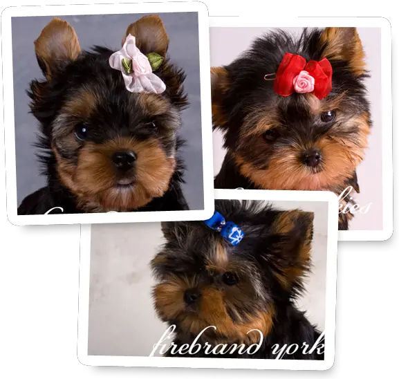 Firebrand Yorkies Yorkie Puppies Vulnerable Native Breeds Png Yorkie Png