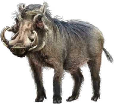 Download Free Png Somali Warthog Warthog Track Warthog Png