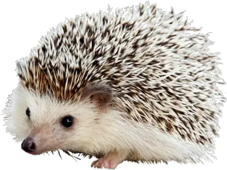 Carl The Hedgehog Png Iphone Hedgehogs Porcupine Png