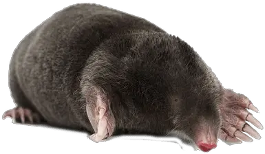 Moles Transparent Png Images Mole Png Mole Png