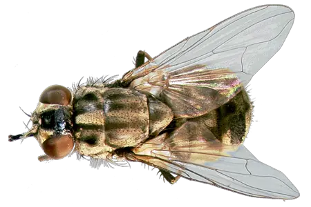Stable Fly Png Image With No House Fly Fly Png