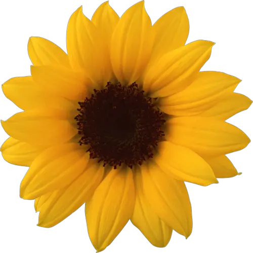 Sunflower Free Png