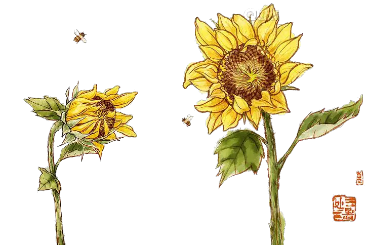 Sunflower Gif Png