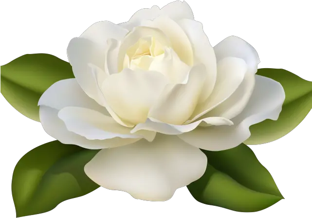 White Rose Clipart Guldasta Gardenia Flowers Png White Rose Beautiful Flowers Flowers Png Transparent