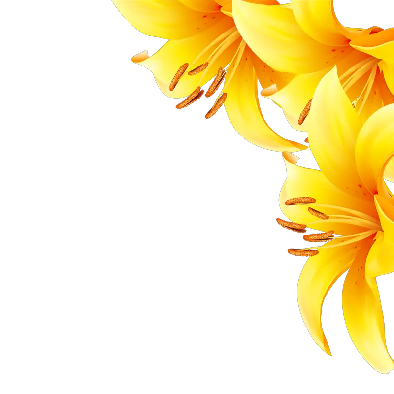 Sunflower Doodle Png