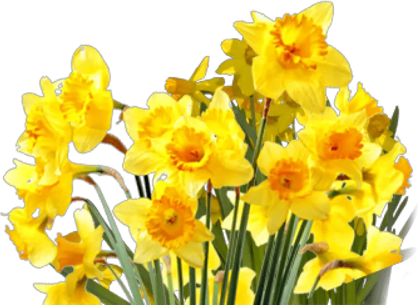 Top Five Yellow Flowers Tumblr Aesthetic Story Medicine Png Daffodils Flowers Transparent Tumblr