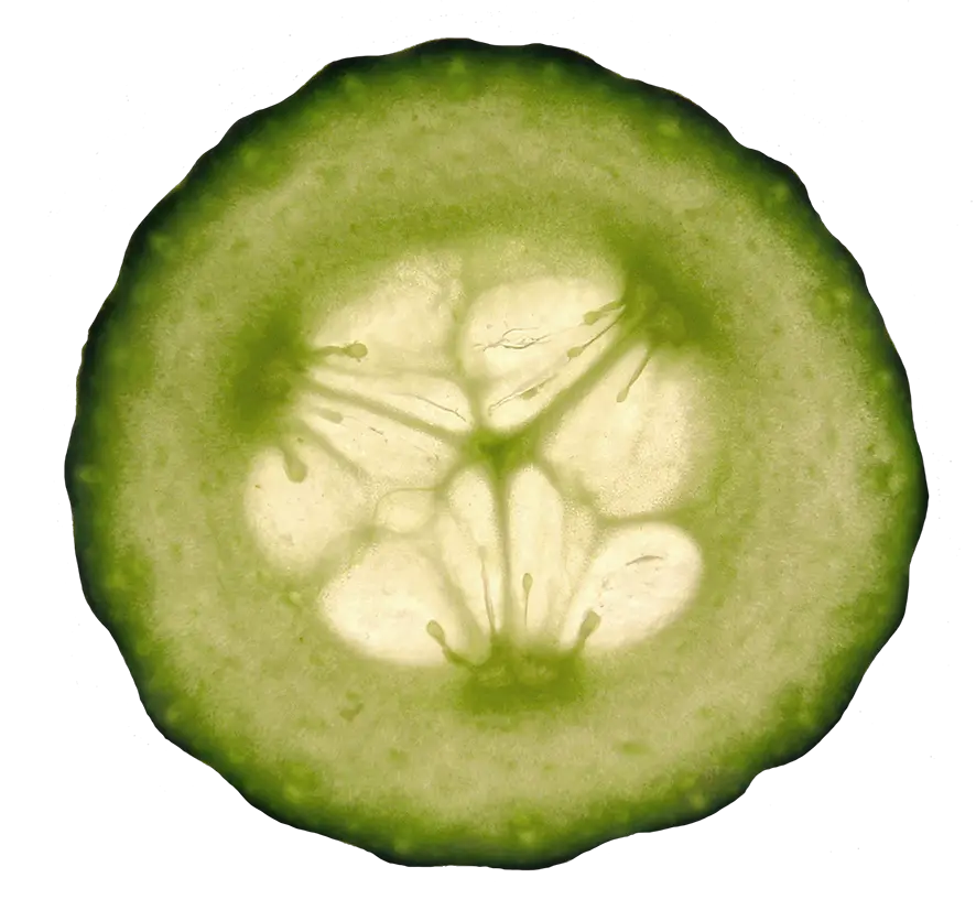 Download Cucumber Slice Clipart Cucumber Hd Png Download Clip Art Cucumber Transparent