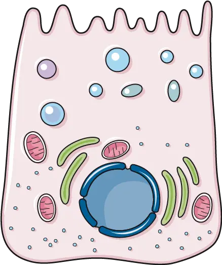 Stomach Wall Main Cell Stomach Wall Servier Medical Art Clip Art Png Stomach Png